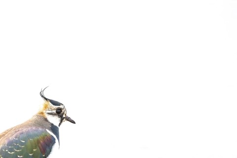 Portrait close-up of a lapwing (Vanellus vanellus) with black and white plumage against a white
