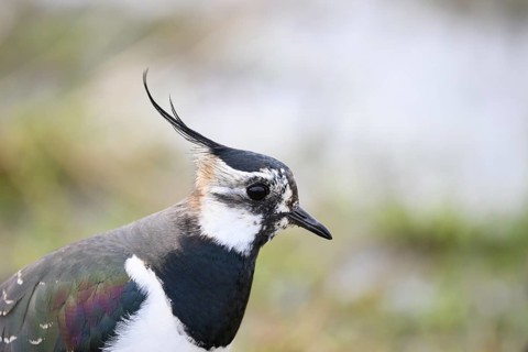 Portrait close-up of a lapwing (Vanellus vanellus) with black and white plumage by the water,
