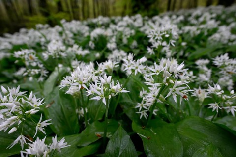 Wild garlic blossom (Allium ursinum) on the forest floor in the Teutoburg Forest in soft light.