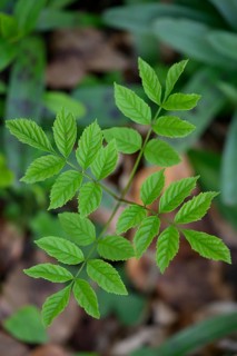 Young leaves of an ash tree (Fraxinus excelsior), Bad Laer, Lower Saxony, Germany