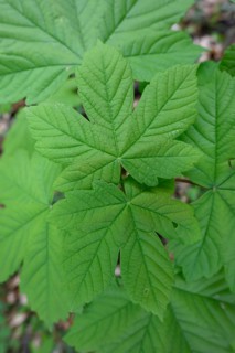 Young leaves of sycamore maple (Acer pseudoplatanus), Bad Laer, Lower Saxony, Germany