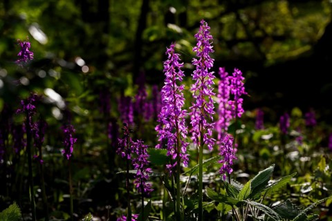 Early purple orchid (Orchis mascula), Osnabrücker Land, Lower Saxony, Germany