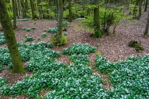 Wild garlic blossom (Allium ursinum) on the forest floor in a beech forest (Fagus sylvatica) in the