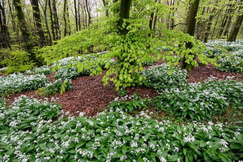 Wild garlic blossom (Allium ursinum) on the forest floor in a beech forest (Fagus sylvatica) in the