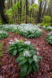 Wild garlic blossom (Allium ursinum) on the forest floor in a beech forest (Fagus sylvatica) in the