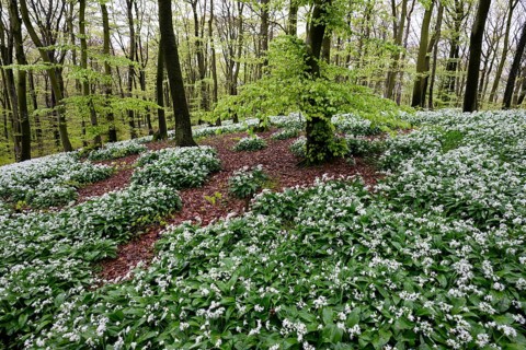 Wild garlic blossom (Allium ursinum) on the forest floor in a beech forest (Fagus sylvatica) in the