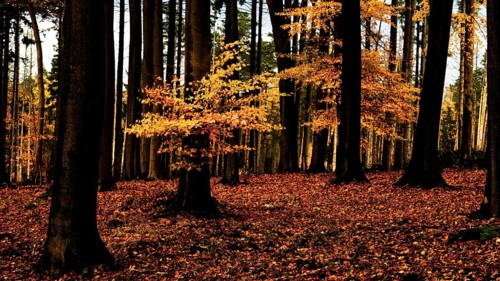 An autumnal beech forest (Fagus sylvatica) with tall trees and bright orange foliage in the