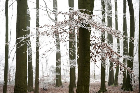 Snow-covered beech forest (Fagus sylvatica) on the Hermannsweg, Dissen, Dissen am Teutoburger Wald,