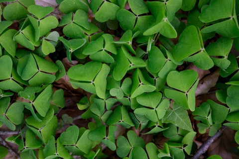 Leaves of wood sorrel (Oxalis acetosella), Teutoburg Forest, Lower Saxony, Germany