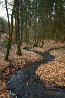 A small stream snakes through an autumnal forest with thick foliage and tall trees, Zwickenbach
