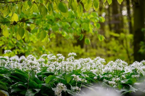 Wild garlic blossom (Allium ursinum) under fresh beech leaves on the forest floor in a beech forest