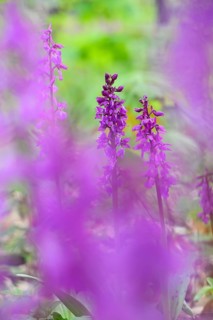 Early purple orchid (Orchis mascula) in a light-flooded deciduous forest in spring, Osnabrücker