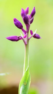 Close-up of an inflorescence of the Early purple orchid (Orchis mascula) in a light-flooded