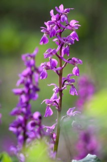 Inflorescence of the Early purple orchid (Orchis mascula) in a light-flooded deciduous forest in