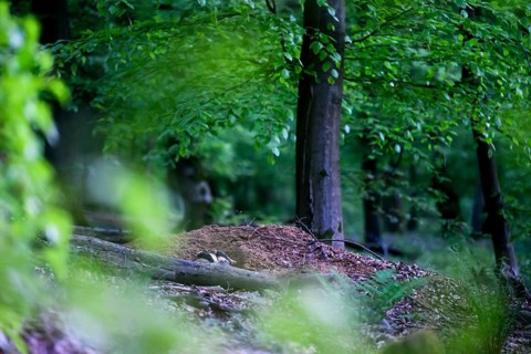 Two European badgers (Meles meles) at an exit of their underground den, Teutoburg Forest, Lower