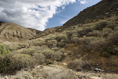 Mountain landscape with low bushes under a sunny, partly cloudy sky, Los Cristianos Tenerife