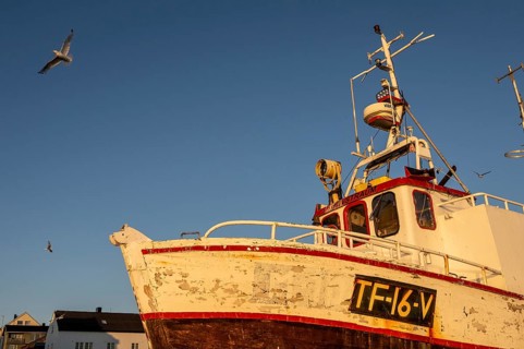 An old fishing boat boat in the warm sunset light with flying seagulls in the sky, Vardø, Finnmark,