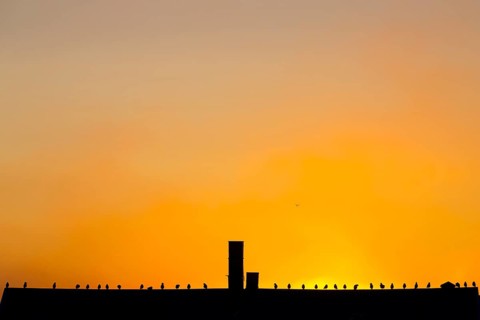 Gulls Kittiwakes (Rissa tridactyla) sit on a roof in front of an orange-coloured sunset sky. The