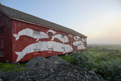 Mural with different whale species on a red fisherman's house Rorbur in a fog atmosphere. Vardö
