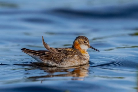 An Odin's chicken (Phalaropus lobatus) swimming in the water, in a quiet natural environment,