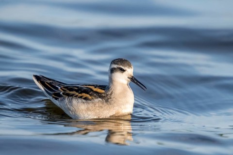 A freshly moulted Odin's grouse (Phalaropus lobatus) in a plain dress swimming in the water, in a