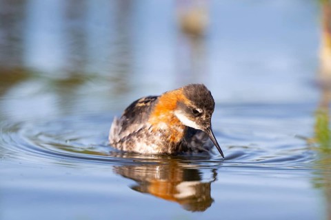 An Odin's chicken (Phalaropus lobatus) swimming among green plants in the water, in a calm natural
