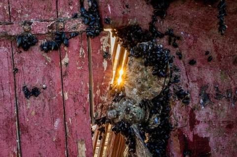 Decaying wood from a rowing system with red paint through which sunlight shines, surrounded by a