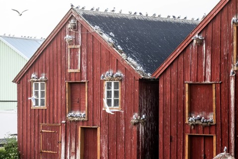 Pomor Museum red façade of a rorbur with numerous kittiwakes Kittiwakes (Rissa tridactyla) sitting