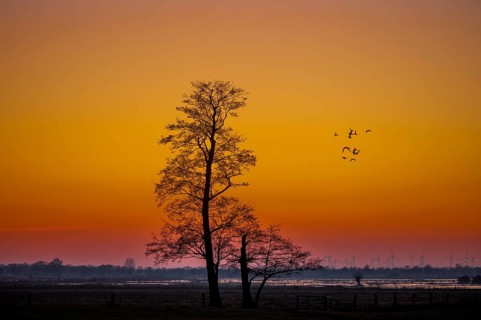 A single tree of black alder (Alnus glutinosa) stands against an orange sunset sky while geese fly