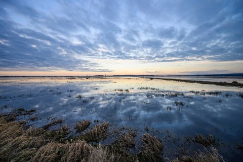 A still body of water on a flooded bed meadow in the Ochsenmoor nature reserve reflects the cloudy