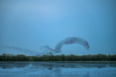 A flock of starlings (Sturnus vulgaris) flies in a curved formation over a calm lake at dusk,