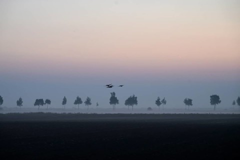Picturesque landscape at sunset with trees in fog and birds in the sky, Dümmer nature park Park,