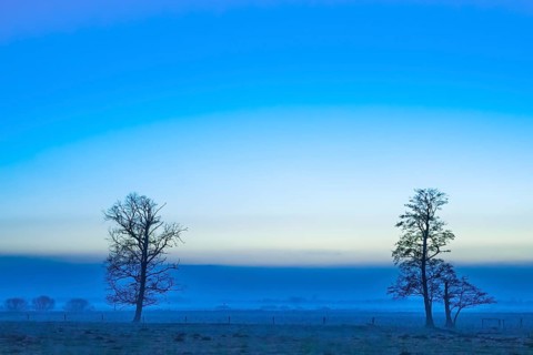 Two bare trees of black alder (Alnus glutinosa) stand in a quiet, blue landscape at sunrise with a