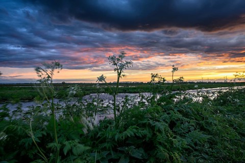 Feutwiese landscape in Ochsenmoor in Dümmer nature park Park at sunset with dramatic sky and lush