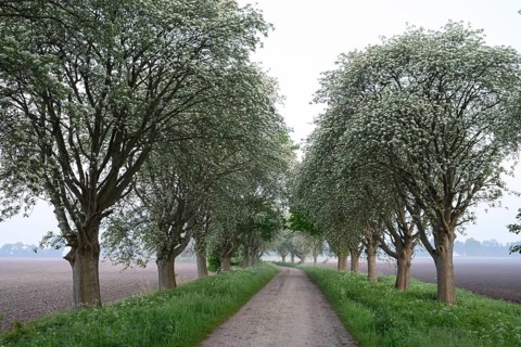Mulberry tree avenue (Morus spec.), Dümmer nature park Park, Bohmte, Lower Saxony, Germany