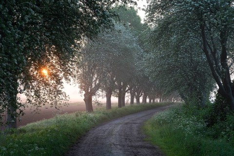 A narrow path leads through a forest, lined with trees in the soft light of a misty sunset.