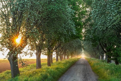 Sunrise over a country lane lined with trees shrouded in mist in a peaceful morning atmosphere.