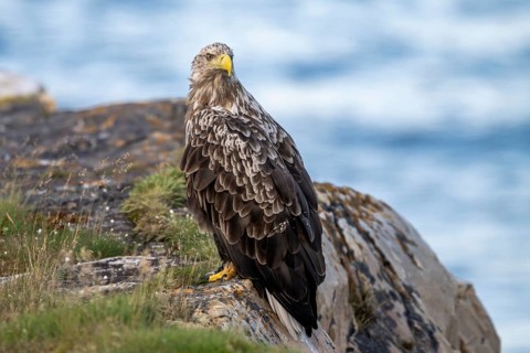 A white-tailed eagle (Haliaeetus albicilla) perched majestically on a rock overlooking the sea,