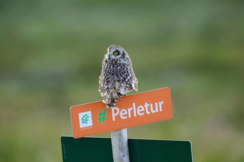 Short-eared Owl (Asio flammeus) on a tourist sign in front of a blurred green background, Kiberg,