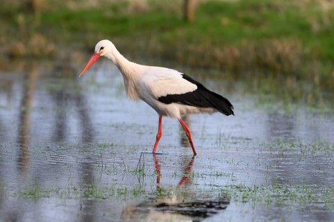 A white stork (Ciconia ciconia) stands in shallow water in a meadow, surrounded by a spring-like