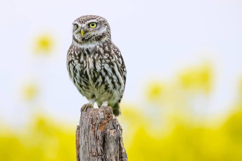 Little owl (Athene noctua) sitting upright and focussed on a branch in front of a light background