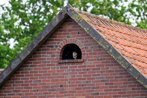 A barn owl (Tyto alba) looks out of a small window Uhlenflucht in a brick building, surrounded by