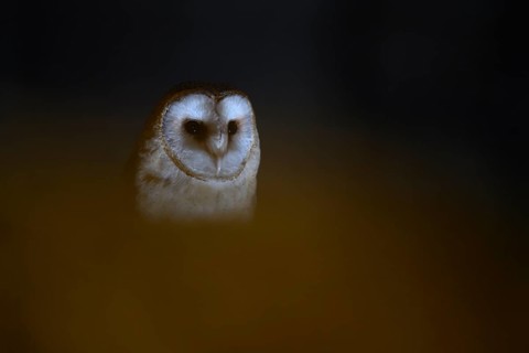A barn owl (Tyto alba) sits in an attic with wooden beams looking out of the darkness, mysterious