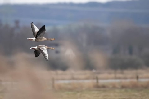Two greylag geese (Anser anser) in flight with symmetrical wings over a blurred natural landscape