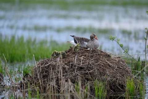 A greylag goose (Anser anser) with chicks on its raised nest on a Bisamburg, Ochsenmoor, Dümmer
