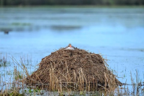 A greylag goose (Anser anser) on a raised nest on a Bisamburg, Ochsenmoor, Dümmer nature park Park,