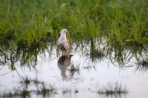 A ruff (Calidris pugnax, Syn.: Philomachus pugnax) stands in the water and is reflected in a