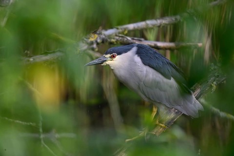 Night heron (Nycticorax nycticorax) hiding in a willow bush, Dümmer nature park Park, Lower Saxony,