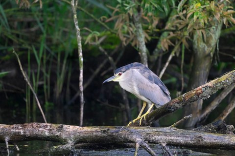 Night heron (Nycticorax nycticorax) on a rotten willow branch, Dümmer nature park Park, Lower