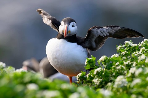 A puffin (Fratercula arctica) stands with outstretched wings on a green meadow with flowers in the